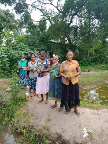 Samurdhi National Cultivation Operation / Homagama- Habarakada South (2022-07-07)