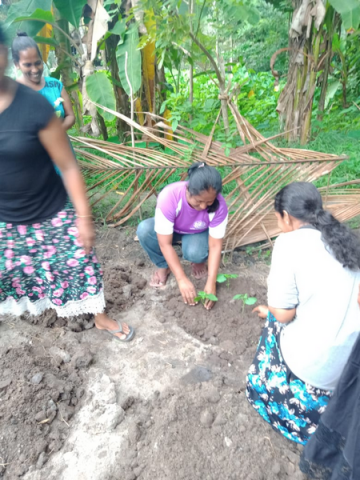 Samurdhi National Cultivation Operation / Homagama- Habarakada South (2022-07-07)