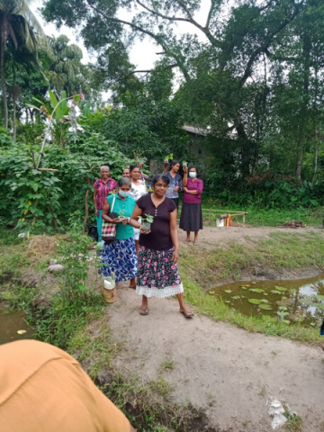 Samurdhi National Cultivation Operation / Homagama- Habarakada South (2022-07-07)