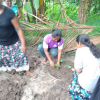 Samurdhi National Cultivation Operation / Homagama- Habarakada South (2022-07-07)