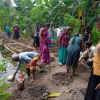 Samurdhi National Cultivation Operation / Homagama- Habarakada South (2022-07-07)