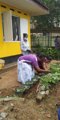 Samurdhi National Cultivation Operation / Homagama (2022-07-07)