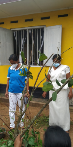 Samurdhi National Cultivation Operation / Homagama (2022-07-07)