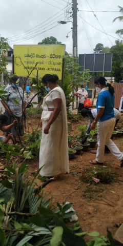 Samurdhi National Cultivation Operation / Homagama (2022-07-07)