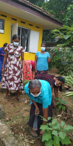 Samurdhi National Cultivation Operation / Homagama (2022-07-07)