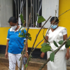 Samurdhi National Cultivation Operation / Homagama (2022-07-07)