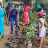 Samurdhi National Cultivation Operation / Homagama (2022-07-07)