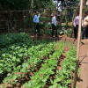 "Aharin Sapiri Kolomthotak" Cultivation War Monitoring Program / Homagama (2022-07-19)