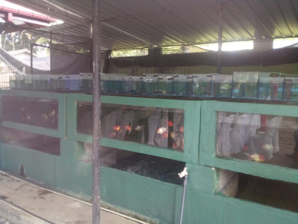 A one-day training program on "quarantine and packaging of ornamental fish" / Homagama