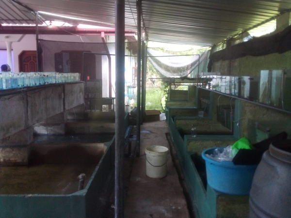 A one-day training program on "quarantine and packaging of ornamental fish" / Homagama